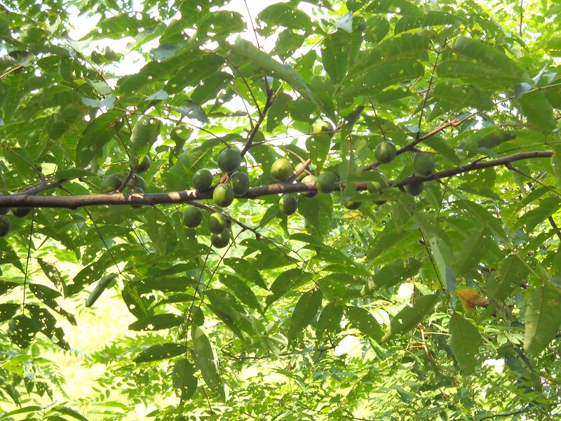 DSCN0288.jpg